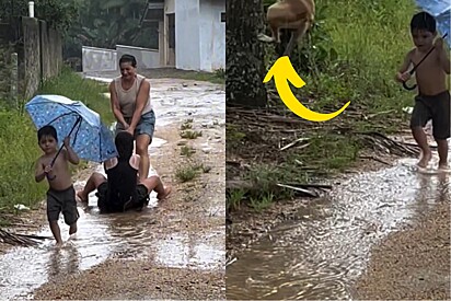 Do nada, cão caramelo surge pendurado em vídeo de família e cena caótica viraliza.