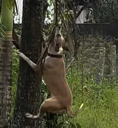 Boris tentando pegar o galho seco da árvore.