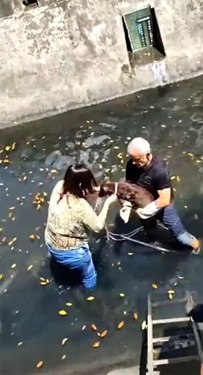 Graças a ajuda de voluntários, ela foi resgatada.