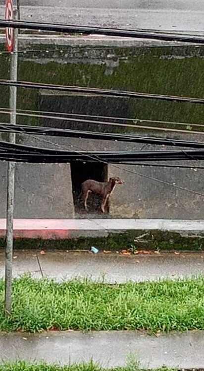 Camila foi encontrada em um canal de esgoto, em Santos, SP.