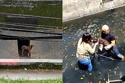 Dois anos depois, ninguém se interessou por cachorrinha que vivia dentro de canal de esgoto.