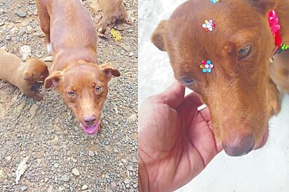 Casal para o carro por cachorrinha na estrada e descobre 4 rostinhos mais fofos cor de chocolate