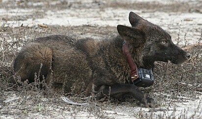 Um coiote melanístico fotografado no Condado de Tyrrell, Carolina do Norte, em 2010.