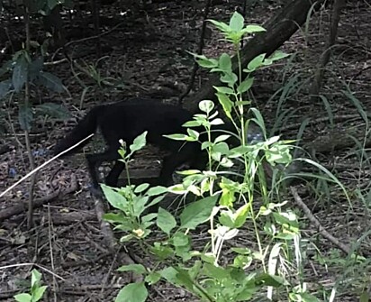 O animal não era um cachorro de rua comum, mas sim um coiote preto extremamente raro.