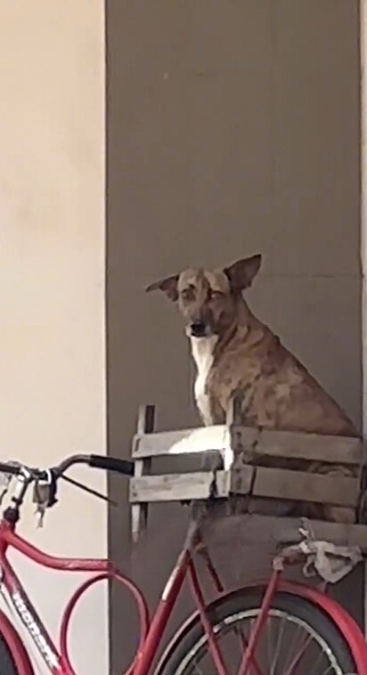 Um cão caramelo foi filmado enquanto aguardava o seu dono.