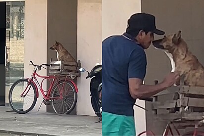 De longe, mulher registra como senhor de bicicleta trata seu cão caramelo.