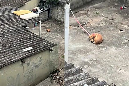 Jovem cansou de ver cachorrinha do vizinho triste amarrada na coleira e resolveu tomar atitude.