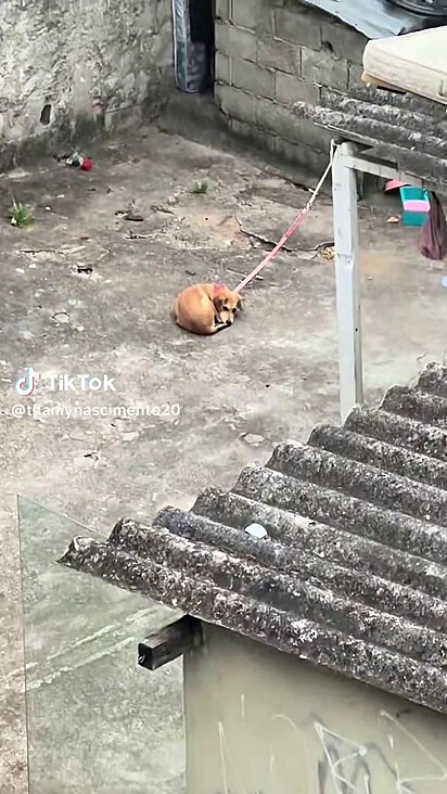 A cachorrinha não tinha a liberdade para se movimentar.