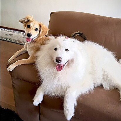 Kyra aceitou prontamente sua irmã canina.