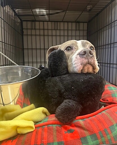 A doce cachorrinha estava tentando se abrigar do frio em uma cadeirinha de bebê.