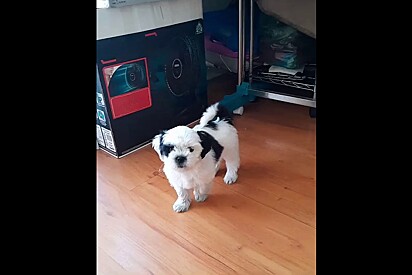 Tutora adota cão Shih-tzu que não iria crescer e se impressiona no tamanho que pet fica.