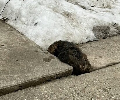 Helen foi encontrada se protegendo do ataque de dois cães.