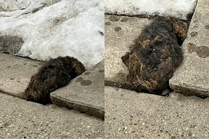 Homem encontra bola de pelos na calçada, olha de perto e descobre o ser mais amoroso que precisava de ajuda.