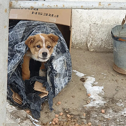 O cachorrinho foi abandonado no meio do nada.