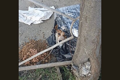 Mulher vê rosto fofo aterrorizado em caixa de papelão no meio do nada e decide agir.