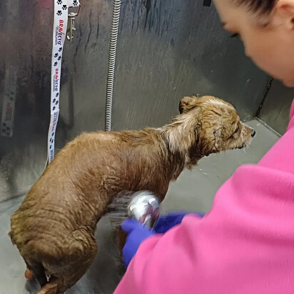 Ao saber do caso, a protetora de animais Alexandra Sava decidiu resgatar o cachorrinho.