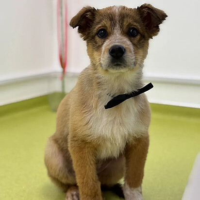 Após a castração, o cachorrinho será disponibilizado para adoção.