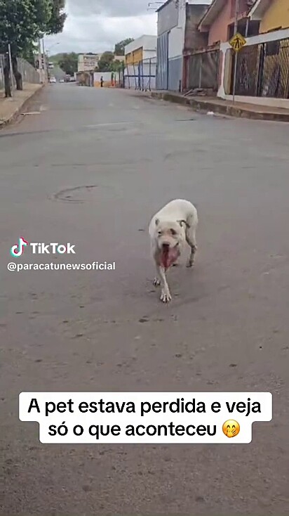 A cachorrinha sabia que podia contar com a ajuda da polícia.