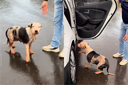 Debaixo de chuva, cachorrinha pitbull chama a atenção de motorista e pede socorro.