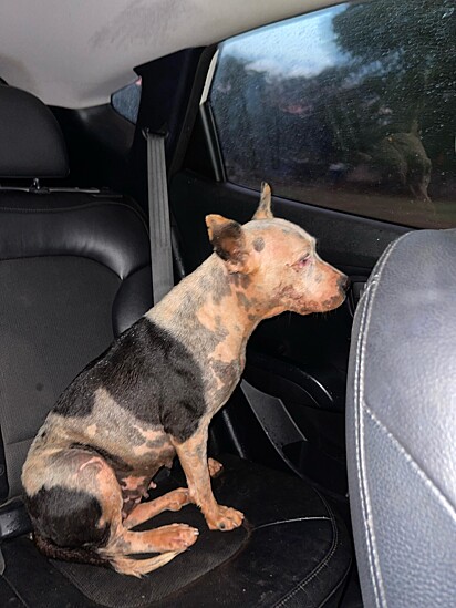 A cachorrinha foi encontrada na rua, debaixo de chuva.