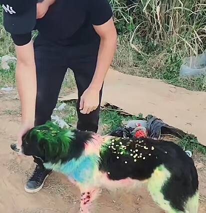 O cão foi coberto com tinta spray e lantejoulas.