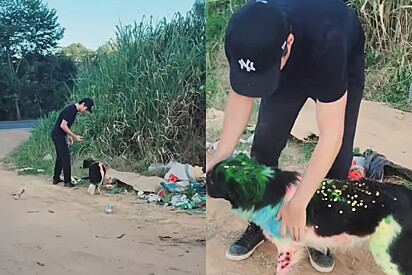 Após o carnaval, homem encontra border-collie todo pintado abandonado no meio do lixo