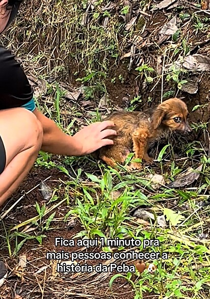 A cachorrinha foi abandonada em um lugar deserto.