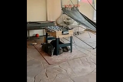 Moradora acreditava que tudo estava normal em casa, até que ela entra em sala e encontra 3 intrusos peludos.