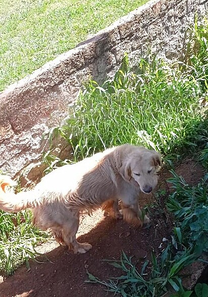 Luísa soube de um cão que precisava de um lar temporário.