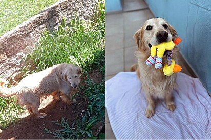 Jovem resolve dar abrigo para cão golden que jamais adotaria e isso muda sua vida para sempre.