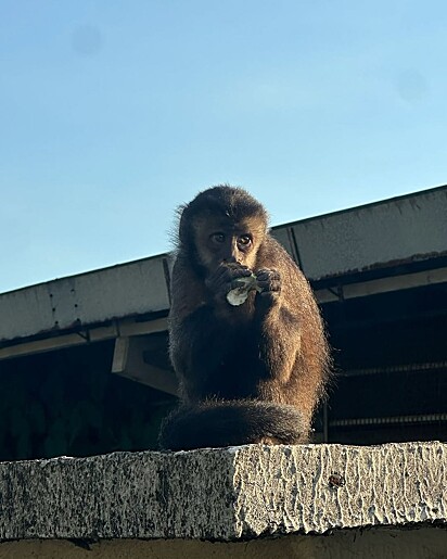 Os macacos-prego são um dos animais mais inteligentes.