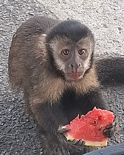 O macaquinho largou a caneta por uma porção de frutas frescas.