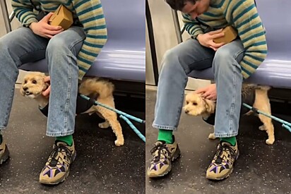 Cachorro faz amigo no trem - então tutora percebe que rapaz era alguém familiar