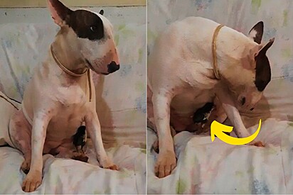 Cachorrinha Bull Terrier assume a maternidade e cuida de pintinho encontrado sozinho na rua.