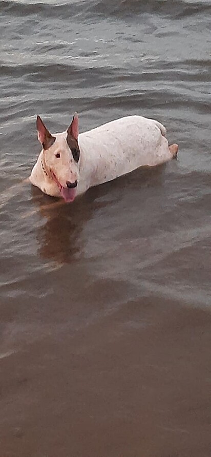 Mel é uma cachorrinha muito dócil.