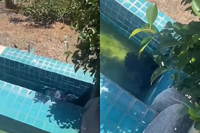 Moradores correm para fora de casa e encontram alguém se afogando em sua piscina