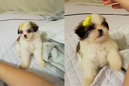 Jovem compra Shih-Tzu mini, mas pet cresce e vira versão turbo 4x4.