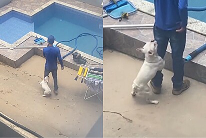 Da janela, tutora flagra seu cão perturbando piscineiro e se surpreende com atitude do rapaz.