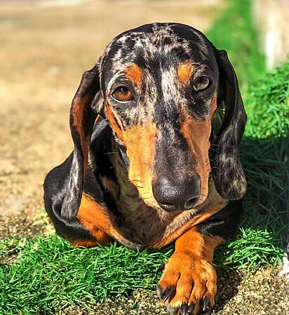 Luke, um dachshund fofinho e destemido.