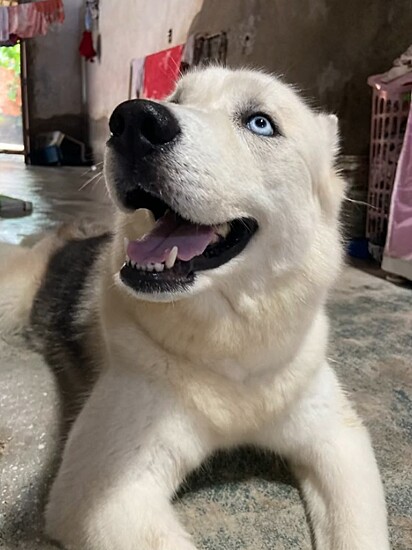 Rad, uma husky siberiana de porte elegante.