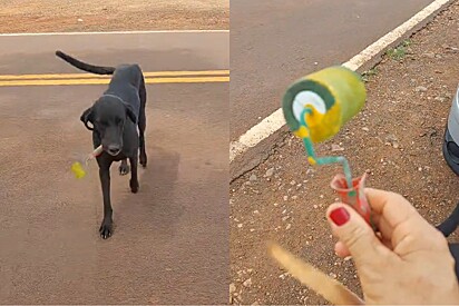 Cachorra vira-lata traz presentes todos os dias para protetora que a ajudou e cena emociona.