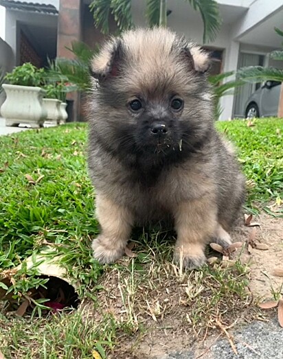 Dudu quando filhote. A família acreditava que o cachorro seria um Lulu da Pomerânia.