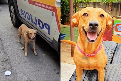 Após passado vergonhoso, cachorra caramelo dá a volta por cima e mostra a nova vida de conforto.