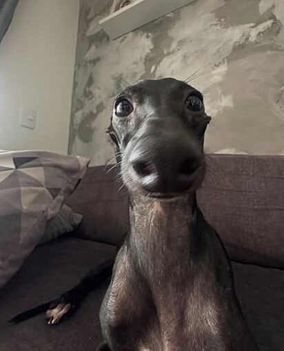 Pedrinho é um galgo italiano.