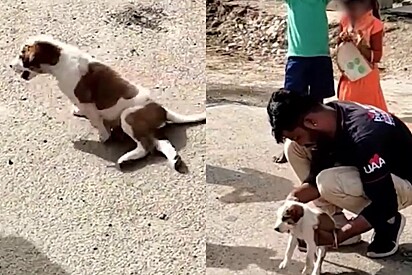 A cachorrinha foi resgatada e recebeu todos os cuidados.