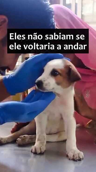 A filhotinha foi levada ao abrigo Animal Aid na Índia.