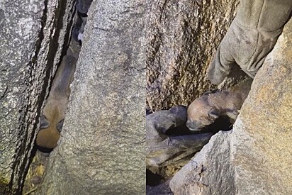 Sem querer, cachorrinha derruba filhotes em fresta entre pedras - então momentos de aflição iniciam