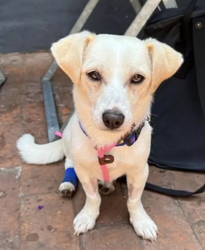 Elko é um Jack Russell misturado com chihuahua e salsicha, de quatro anos.