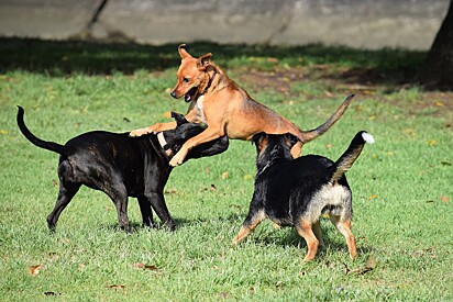 Área pet em condomínios.