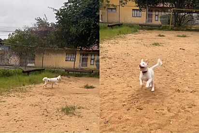 Cão Merle cego desenvolve técnica genial para correr a toda velocidade em praça.